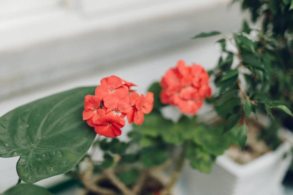 Hongdae Luxury: Family-friendly Private House With Open Balcony